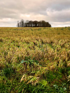 Als, Alsen, Insel, Landschaft, Dänemark Als, Alsen, Insel, Landschaft, Dänemark